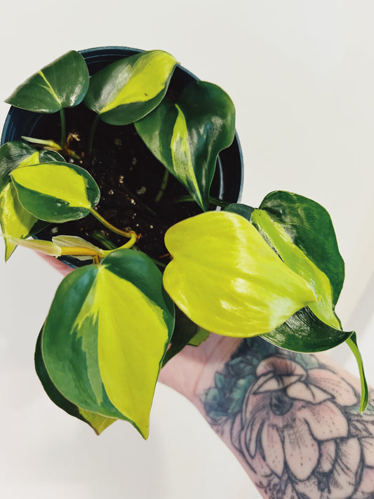 Philodendron Brasil *shipping unavailable*