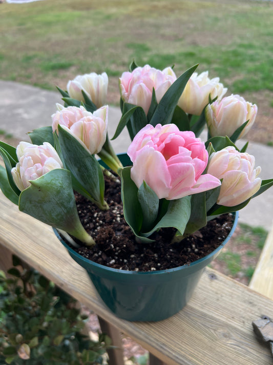 8” Foxtrot Tulips